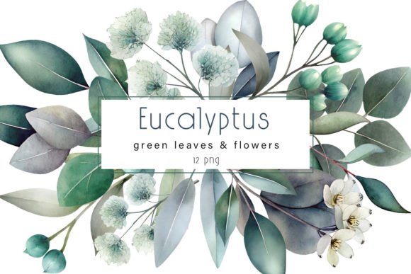 Eucalyptus Clipart: Elevate Your Visual Design