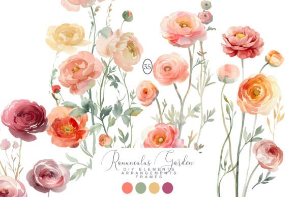 Watercolor Ranunculus Clipart: Elevate Your Designs